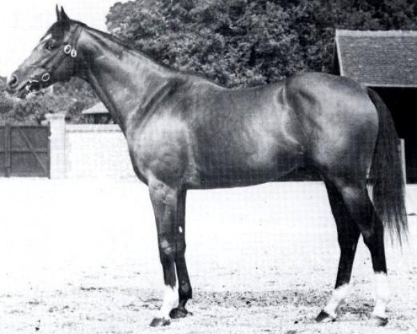 stallion Vieux Manoir xx (Thoroughbred, 1947, from Brantome xx)