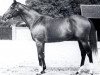 stallion Vieux Manoir xx (Thoroughbred, 1947, from Brantome xx)
