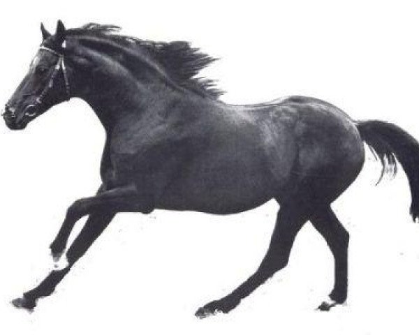 stallion Frontal xx (Thoroughbred, 1964, from Le Haar xx)
