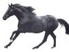 stallion Frontal xx (Thoroughbred, 1964, from Le Haar xx)