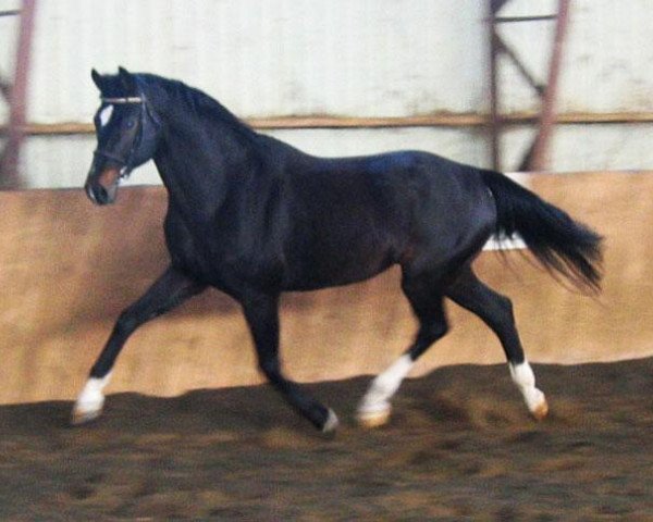 stallion Funkenmeer (Westphalian, 1994, from Funkenspiel)