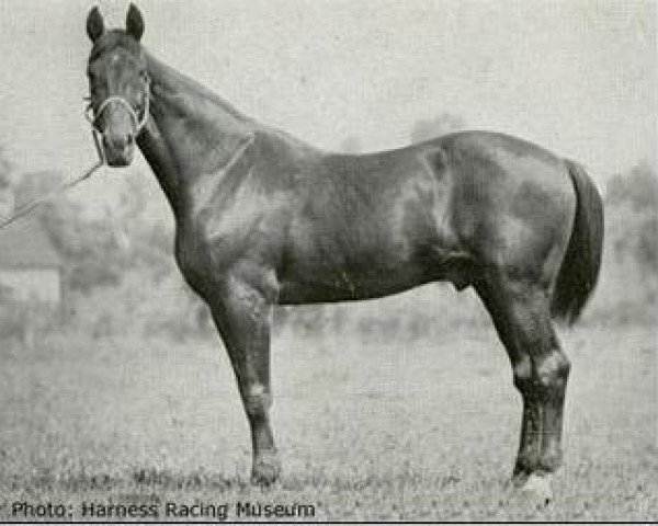 stallion Peter the Great 28955 (US) (American Trotter, 1895, from Pilot Medium US-1597)
