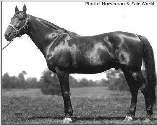 stallion Peter Volo 57574 (US) (American Trotter, 1911, from Peter the Great 28955 (US))