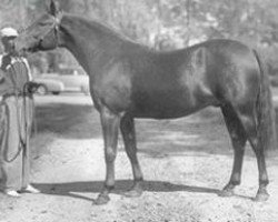 Deckhengst Worthy Boy 74007 (US) (Amerikanischer Traber, 1940, von Volomite 68580 (US))