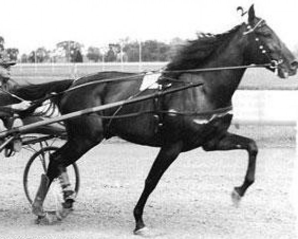 stallion Star's Pride 80141 (US) (American Trotter, 1947, from Worthy Boy 74007 (US))