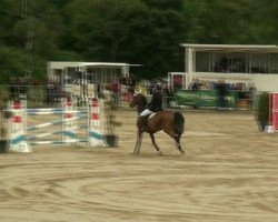 jumper Gino 455 (Oldenburg, 2000, from Ungek.Hengst)