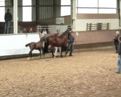 dressage horse Für's Viereck (Westphalian, 2012, from Feedback 16)