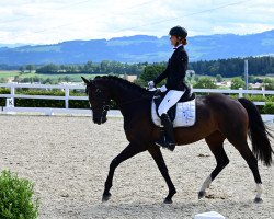 dressage horse Lucy Lou (Österreichisches Warmblut, 2017, from Don DIamond)