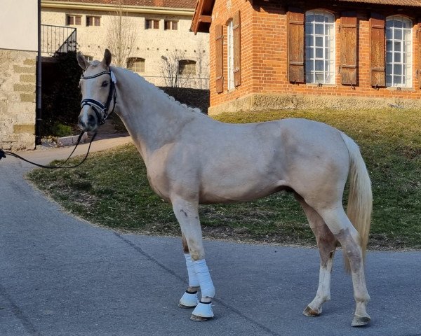 dressage horse E-Motion (German Sport Horse, 2019, from Escamillo)