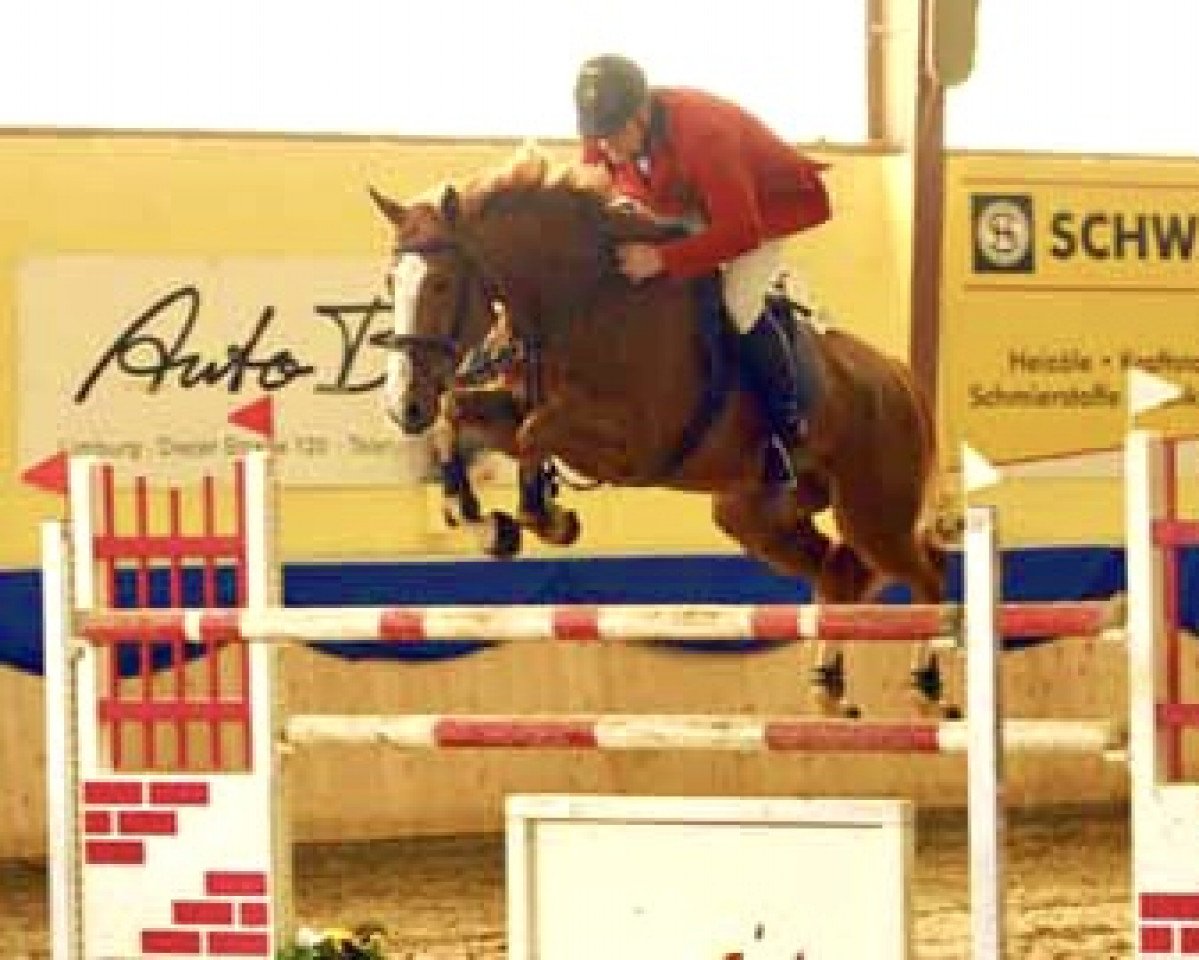 Zuchtstute Belvedere de Winsia (Belgisches Warmblut, 2001, von Flamenco Desemilly)