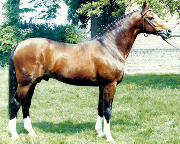 horse Pilot (Westphalian, 1974, from Pilatus)