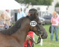 dressage horse Amelie (Welsh-Pony (Section B), 2006, from Cedrik)