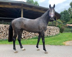 broodmare Cascada (Holsteiner, 2018, from Casaltino)