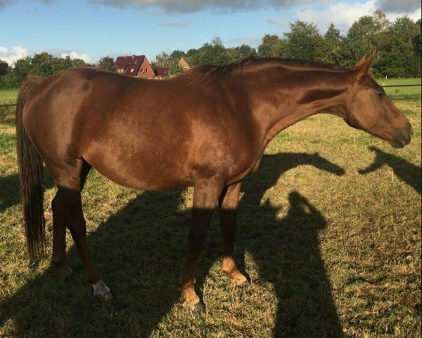 broodmare Heidetanz (Oldenburg, 2010, from Swarovski)