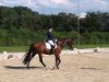 dressage horse Kingston (Westphalian, 2005, from Krack C)