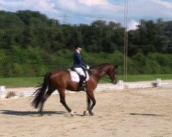 dressage horse Kingston (Westphalian, 2005, from Krack C)