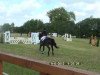 dressage horse Evoli (Hanoverian, 2000, from Escudo I)