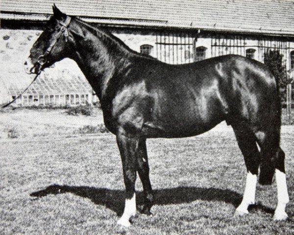 stallion Fineman (Swedish Warmblood, 1969, from Astronaut)
