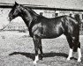 stallion Fineman (Swedish Warmblood, 1969, from Astronaut)