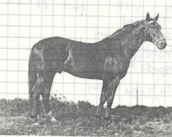 stallion Solist DH 181 (Hanoverian, 1966, from Seeloewe)