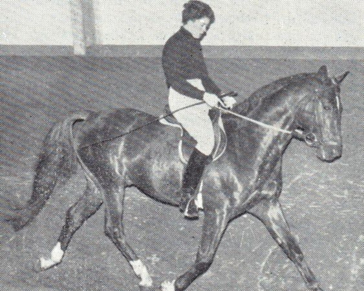 Deckhengst Glockenklang (Trakehner, 1958, von Humboldt)