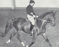 stallion Glockenklang (Trakehner, 1958, from Humboldt)