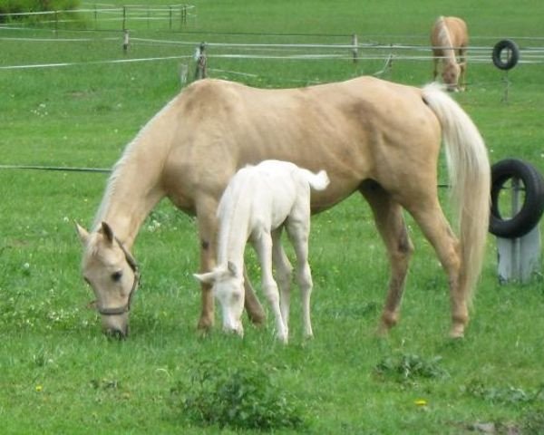 Zuchtstute Jana (Tschechisches Warmblut, 1996, von Almhirt týnský)