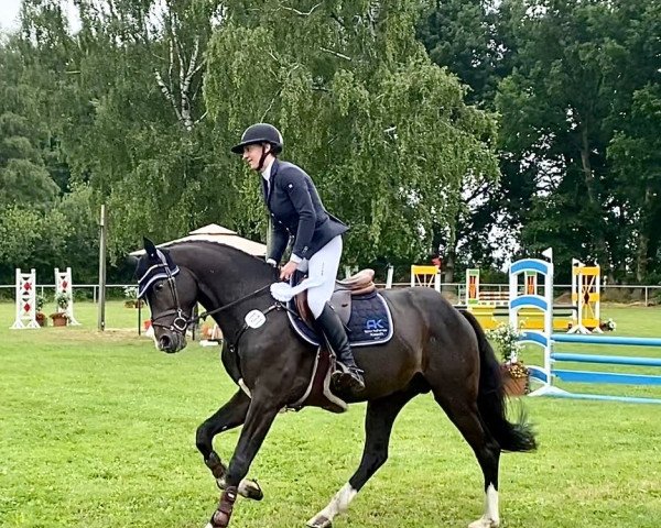 dressage horse Clark Com Ellerhoop (Holsteiner, 2018, from Clarksville)