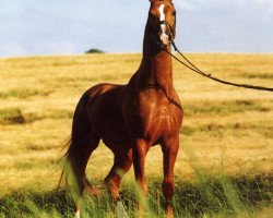 stallion Dondo 8 (Hanoverian, 1985, from Dynamit)