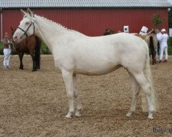 broodmare Angel Blue (Danish Warmblood, 1998, from Stærebogårds Apollo)