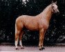 Deckhengst Stærebogårds Apollo (Dänisches Warmblut, 1989, von Rapid)