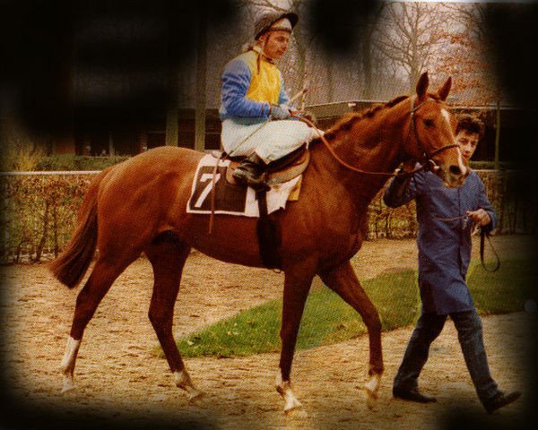 stallion Basiluzzo xx (Thoroughbred, 1985, from Arctic Tern xx)