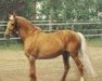 stallion Brandy (Palomino, 1979, from Yellow Star)