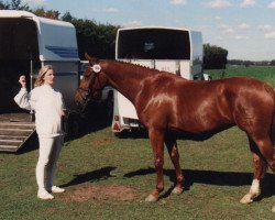 Zuchtstute Cassiopeia Crown (Palomino, 1987, von Aleksander OLH 492)