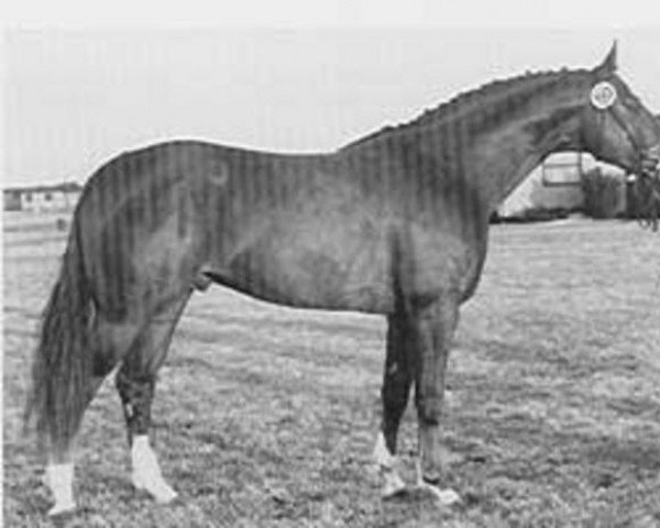 stallion Gefion (Danish Warmblood, 1978, from Go on Then xx)