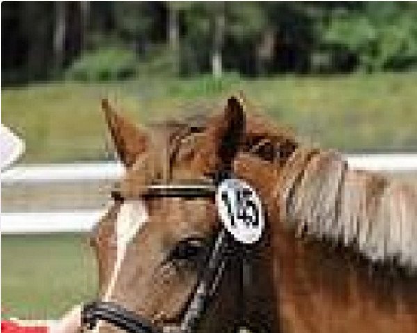 dressage horse Amie (Welsh-Pony (Section B), 2007, from Cedrik)