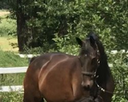 broodmare Edina III (Trakehner, 2001, from Freudenfest)