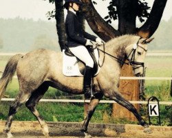 dressage horse Jasper (Trakehner, 2006, from Schoenbrunn)