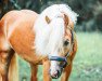 Dressurpferd Notre Filou vom Tannenberg (Haflinger, 2018, von Notre Beau)