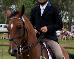 Pferd Taurus (ISSA-Warmblut (Australien), 2002, von AV Aries)