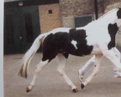 Deckhengst Sandopan (Pinto/Kleines Reitpferd, 1993, von Sando Paso N)