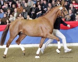 stallion Dynasty VDL (Oldenburg, 2008, from Dimaggio)