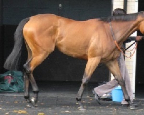 broodmare Madany xx (Thoroughbred, 2008, from Acclamation xx)