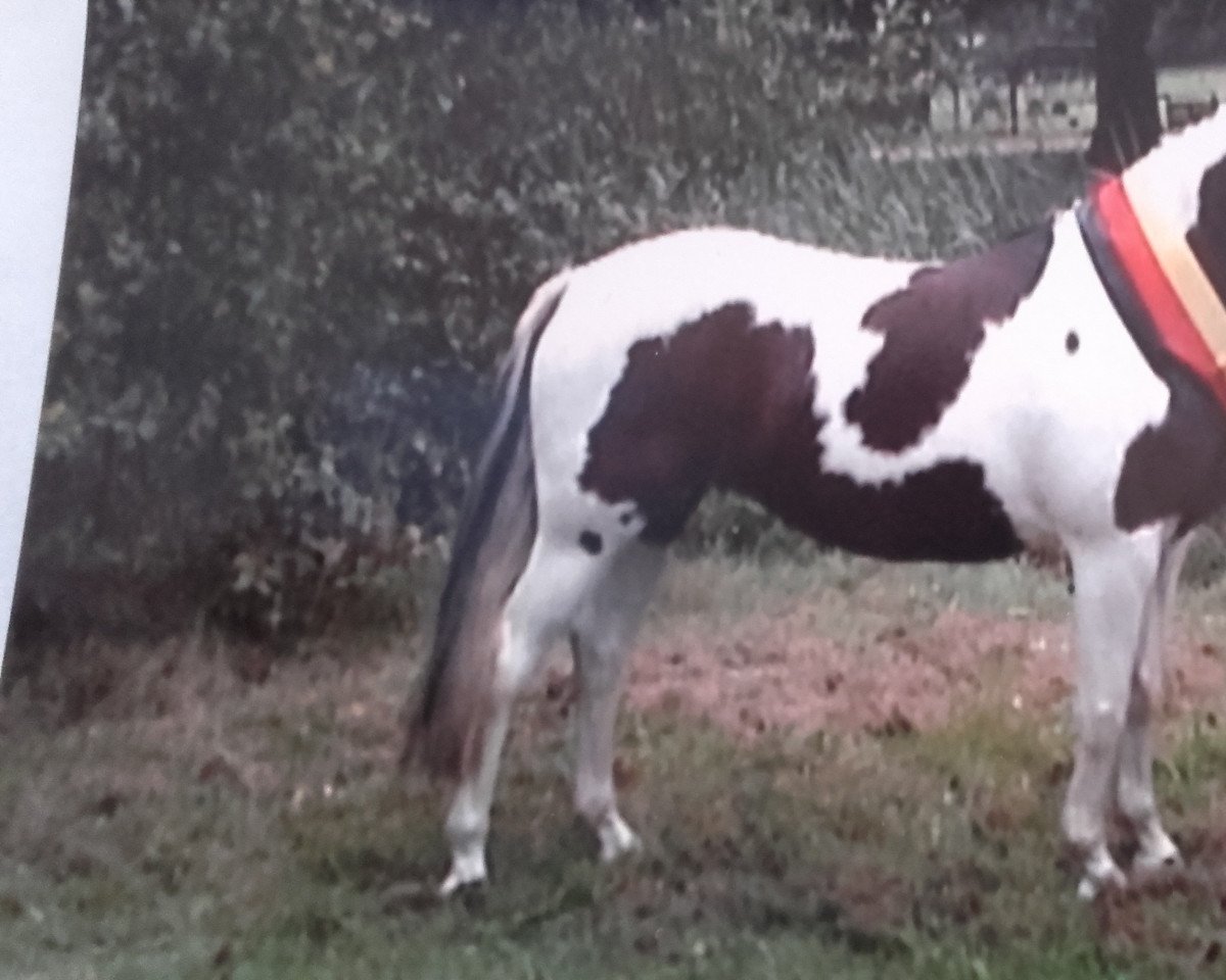 broodmare Magic Soraya (Pinto / Pony, 2003, from Sandopan)