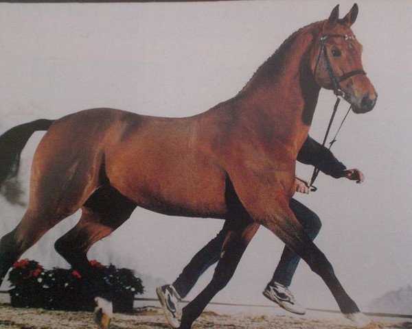 stallion Lapis Lazuli (Oldenburg, 1989, from Landfrieden)