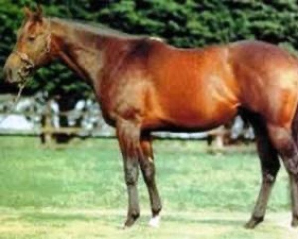 stallion Mujadil xx (Thoroughbred, 1988, from Storm Bird xx)