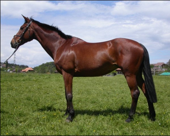 broodmare Roussalka du Vallon CH (Swiss Warmblood, 1990, from Tango Selune)