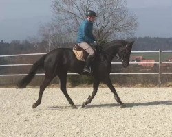 Springpferd Amira du Coeur CH (Schweizer Warmblut, 2018, von Adoro)