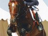 stallion Guidam de Henry (Belgian Warmblood, 1998, from Guidam)