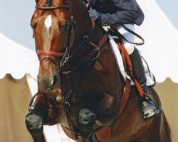 Deckhengst Guidam de Henry (Belgisches Warmblut, 1998, von Guidam)